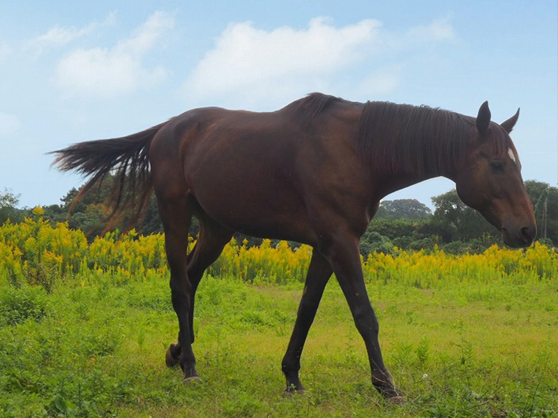 茨城県稲敷郡阿見町にある阿見乗馬クラブで過ごすタマルゴ