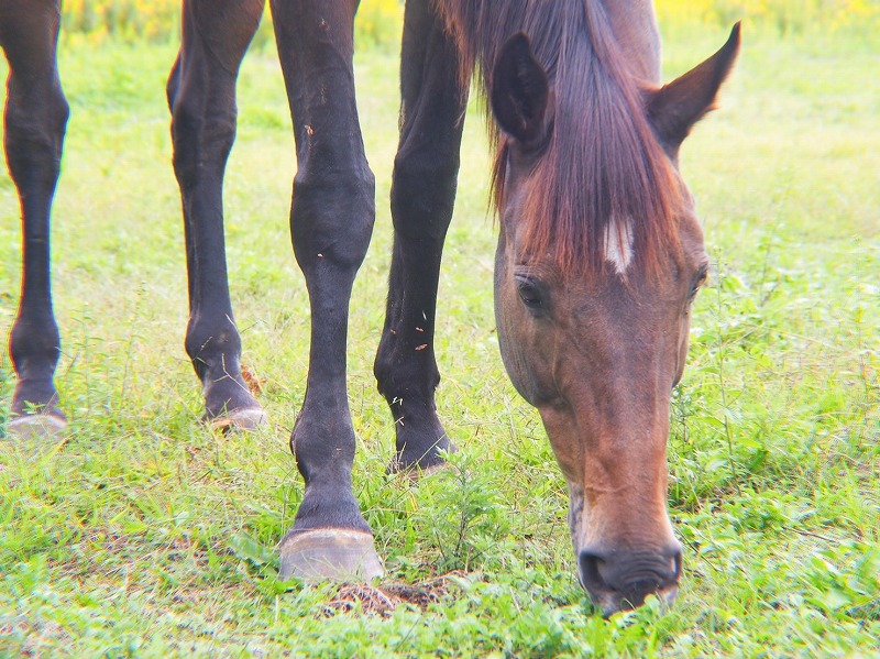 茨城県稲敷郡阿見町にある阿見乗馬クラブで過ごすタマルゴ